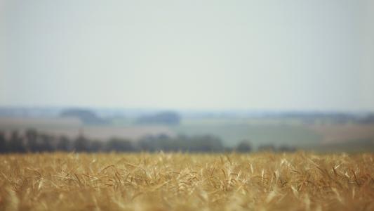 小麦，场，性质，模糊，耳朵