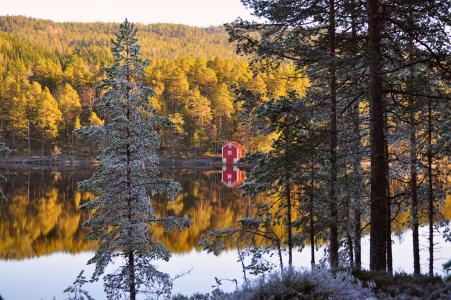 秋天，针，挪威，挪威，房子，秋季，森林，树木，森林
