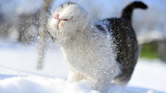 快乐的枪口，雪，猫