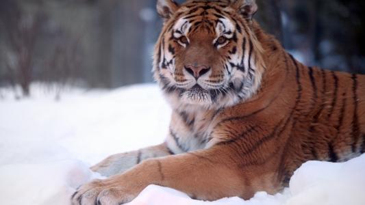 老虎，重要的眼睛，躺在雪地上