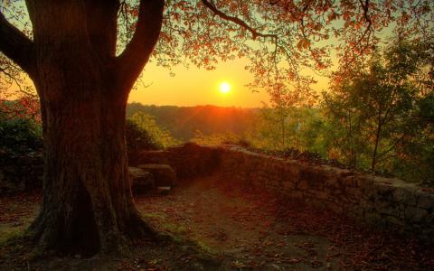 秋天，树，日落，篱笆