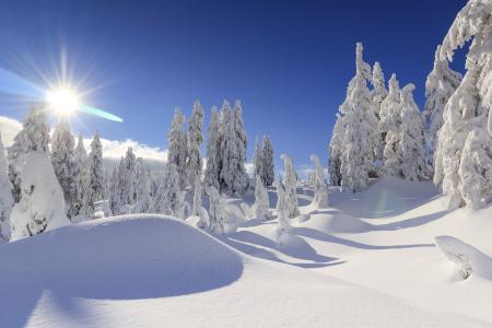 冬天，加拿大，温哥华，雪，雪堆，太阳，光线，冷杉