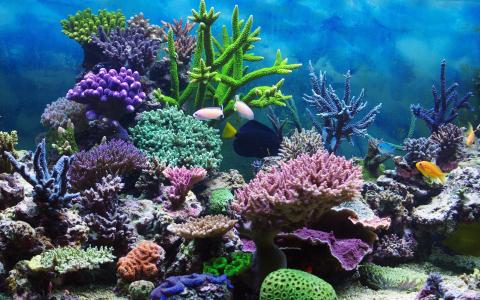 水下，鱼，珊瑚，水族馆