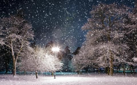 公园，雪，冬天，灯笼，光，降水，景观，树，夜