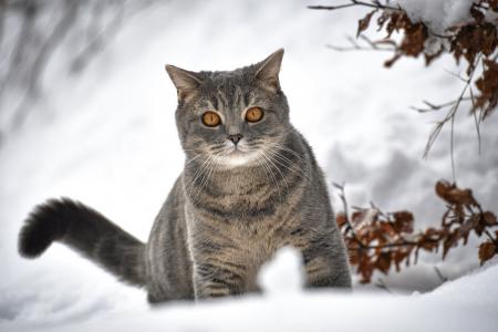 动物，猫，猫，看，冬天，雪，分支机构