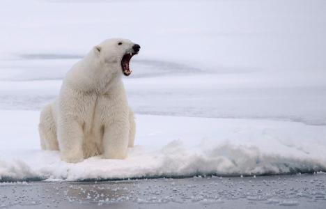 白熊，捕食者，愤怒，冬天，冰，雪
