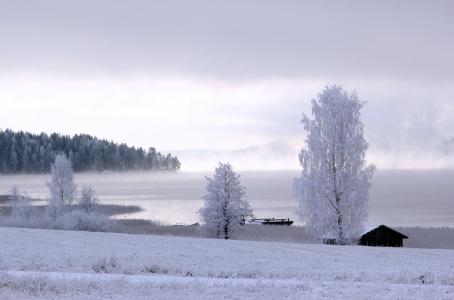 冬天，雪，树木，地平线，森林，天空，美女