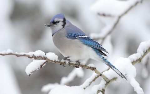蓝翅雀，蓝色，冬天
