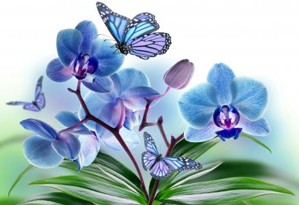 花卉，兰花，蝴蝶，主题，photoshop，春天