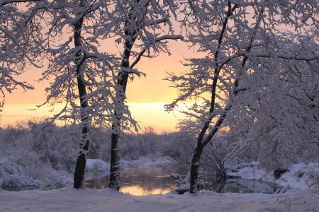 冬天，雪，日落，树木