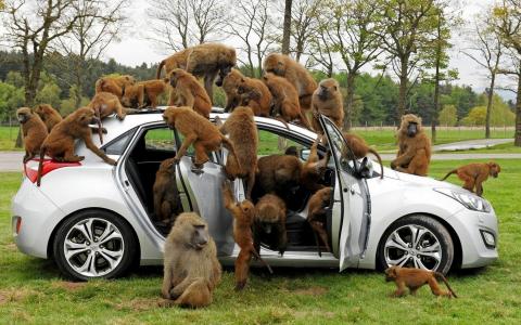 猴子，羊群，汽车，入侵