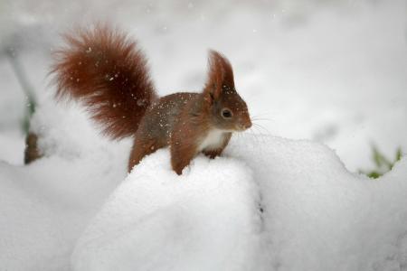 松鼠，雪，美女