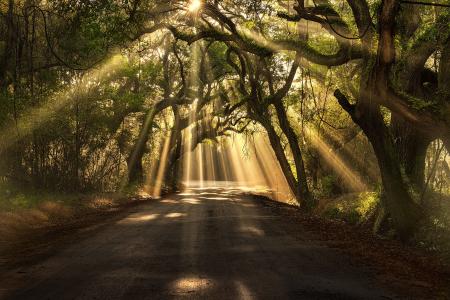 路，树，光线，太阳