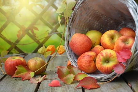 秋天，苹果，篮子，酸浆，水果，板，叶，分支机构，水果