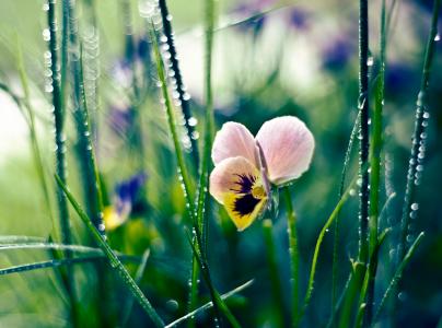 草，露水，花，滴，三色紫罗兰