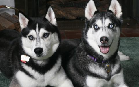 两只狗，灰色的皮毛大衣，白色的枪口，蓝色的眼睛