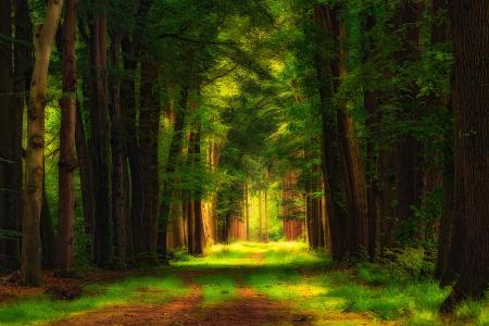 性质，森林，树木，道路，光