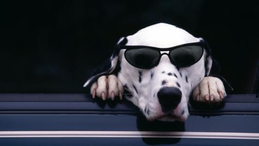 达尔马提亚狗，狗，汽车，眼镜，积极，照片