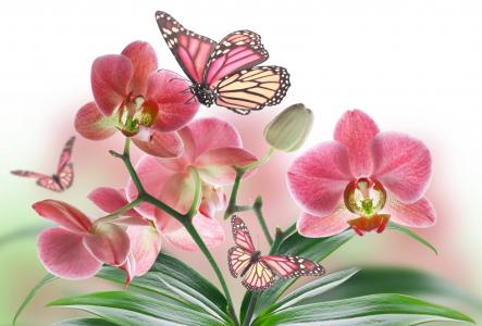 兰花，蝴蝶，白色，背景，鲜花