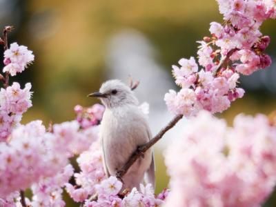 鸟，世界鸟类，科，樱花，开花，春天