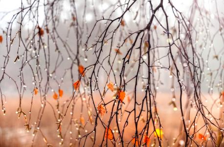 Gordeev爱德华，性质，秋天，树枝，树叶，桦木，滴，水，雨