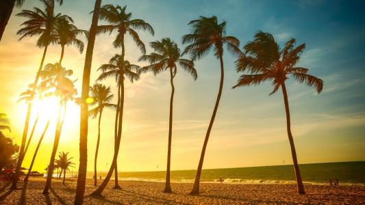 照片，热带，海滩，棕榈树，美丽