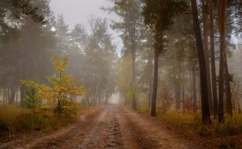 森林，秋季，十月，路，雾，Galansovskaya Oksana