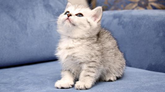 蓝色的沙发，灰色的小猫，蓬松