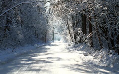 树，冬天，路