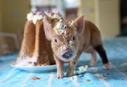 小猪，蛋糕，面包屑
