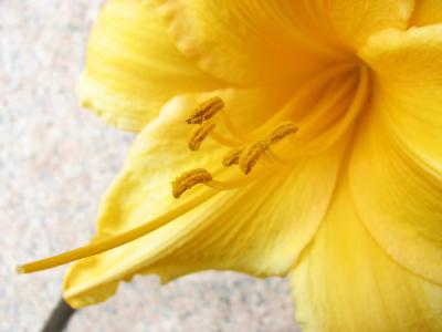 宏，箭头，花，黄色，花粉，触角