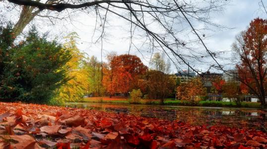 秋天，池塘，树木，叶子，美丽