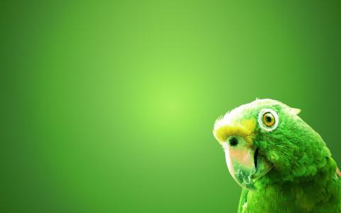 背景，鸟，绿色，鹦鹉