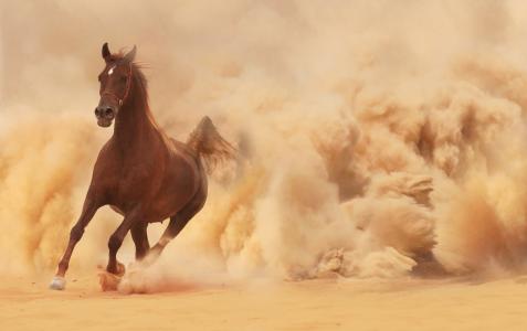 马，沙漠，照片，美丽