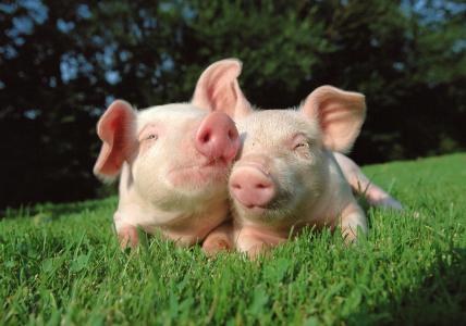 动物，猪，幼儿，两个，在草地上