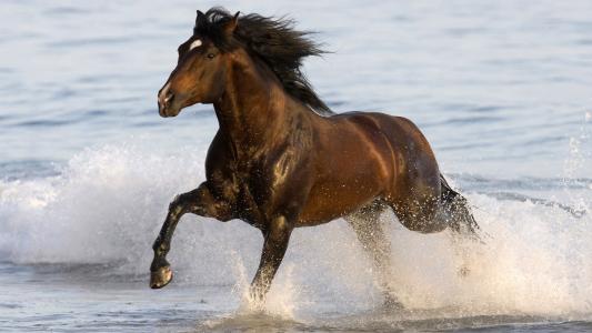 水，速度，喷雾，优雅的马