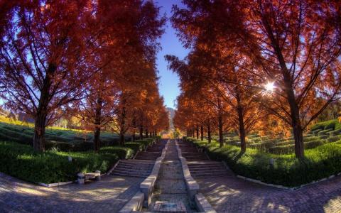 楼梯，秋天，树，叶子，树