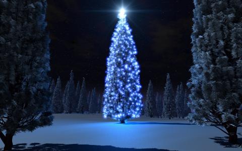 树，圣诞节，光，晚上，雪