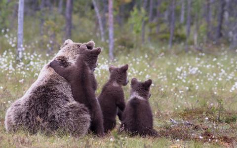 熊，幼崽，野生，草，可爱