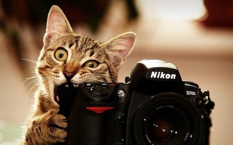 猫，相机，尼康，尼康，啃