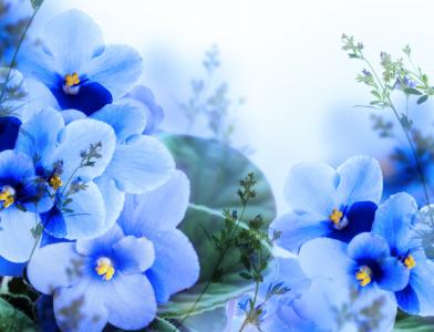 紫罗兰，蓝色，鲜花