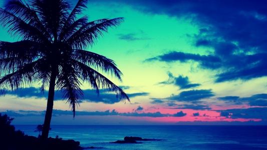 蓝色，大海，夏天，棕榈