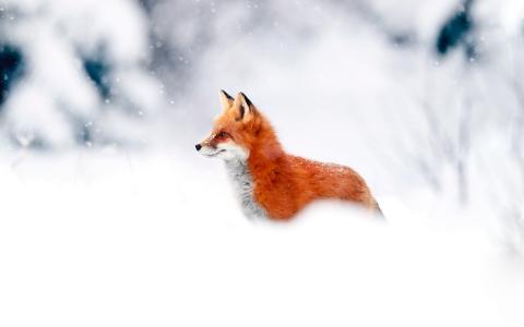 狐狸，冬天，雪