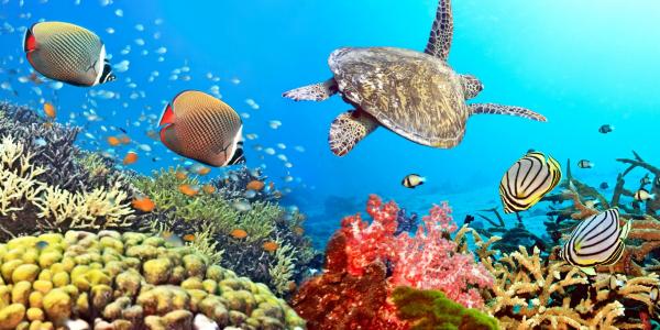照片，水下，鱼，珊瑚，美丽，龟