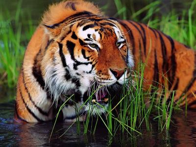 老虎，在水中，自然