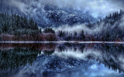 树，雪，雾，湖，反射
