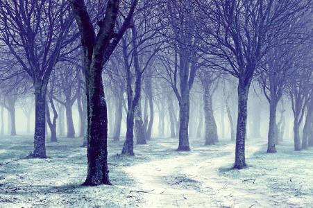 树木，冬季，裸体，雪，冬天，路，性质