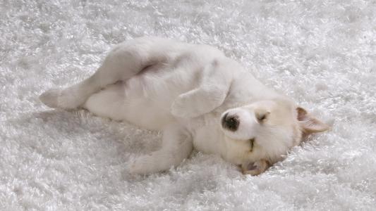 睡觉，小狗，白色外套