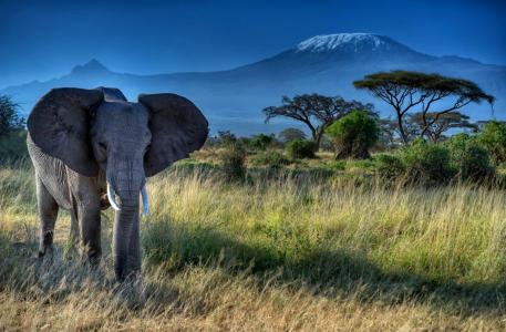 大象，动物，耳朵，t牙，树干，非洲，性质，草，树木