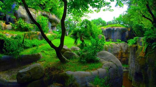 性质，石头，美丽，树，绿色背景